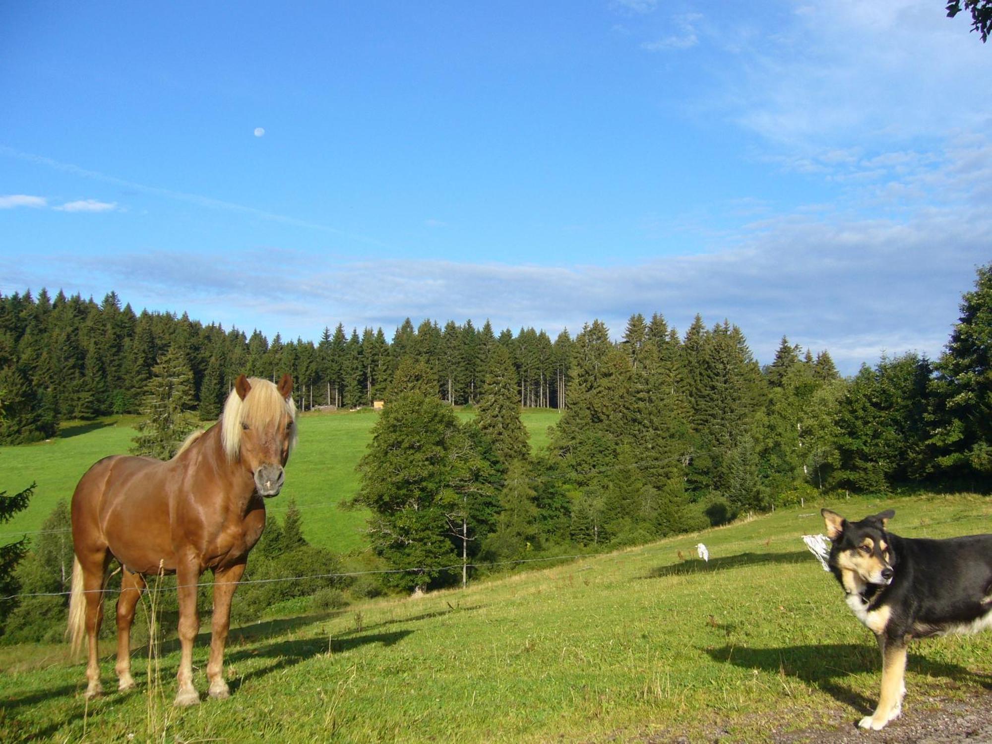 Hoehengasthaus Kolmenhof An Der Donauquelle Furtwangen Bagian luar foto