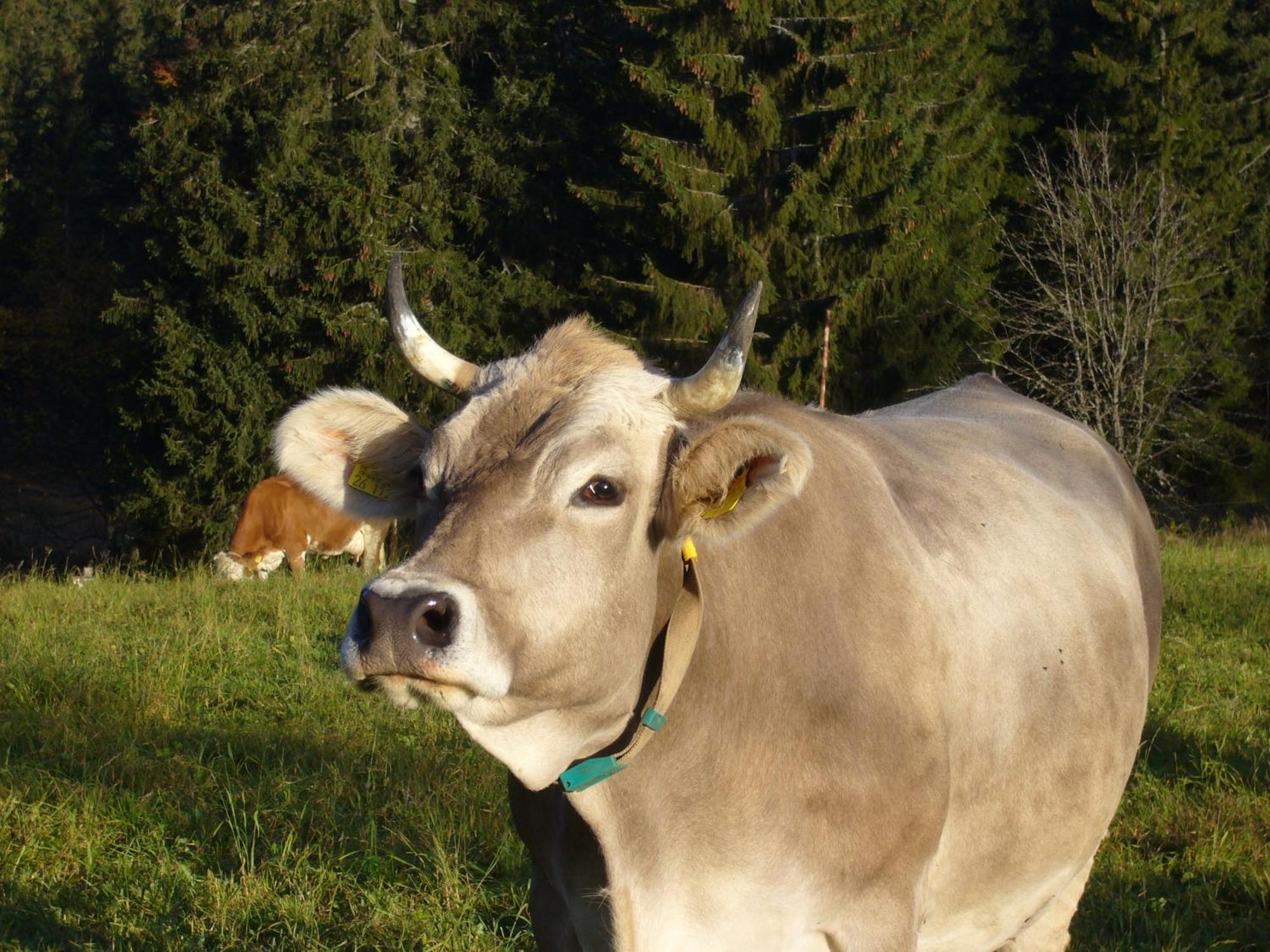 Hoehengasthaus Kolmenhof An Der Donauquelle Furtwangen Bagian luar foto