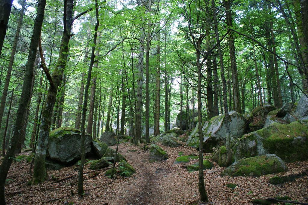 Hoehengasthaus Kolmenhof An Der Donauquelle Furtwangen Bagian luar foto