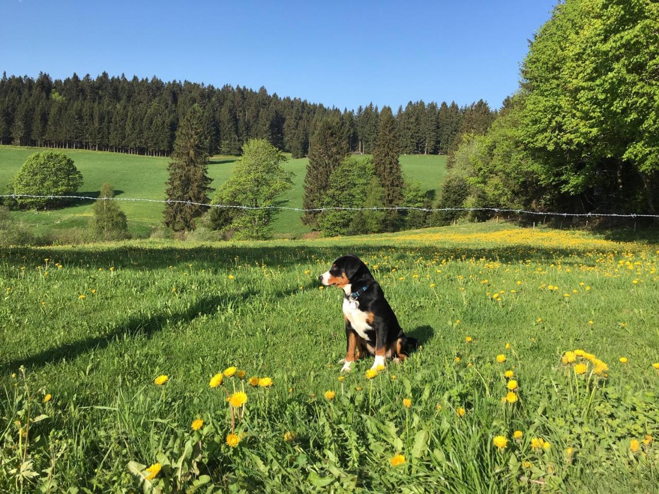 Hoehengasthaus Kolmenhof An Der Donauquelle Furtwangen Bagian luar foto